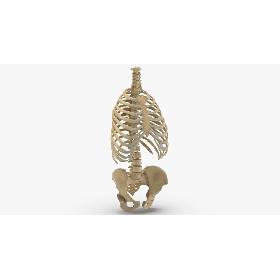 3D Real Human Rib Cage Spine and Female Pelvis Bones Anatomy 01